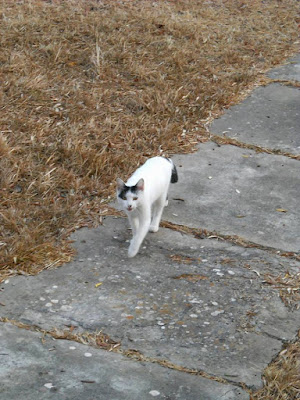 Passeggiando assieme di Rossella Valitutti