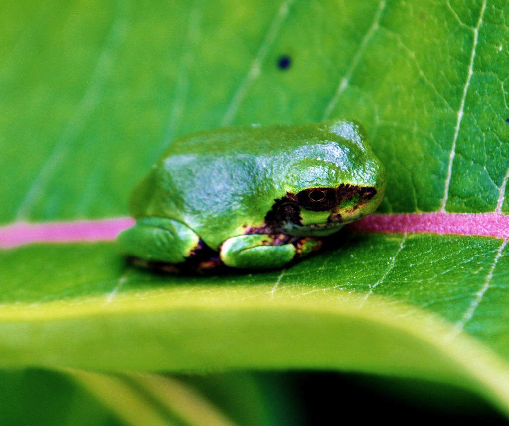 Treefrog