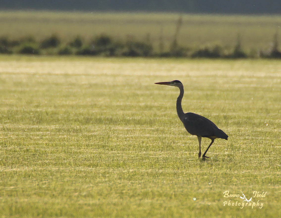 Grey Heron