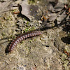 Flat-backed Millipede