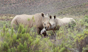 Will dehorning rhinos save them from poachers?