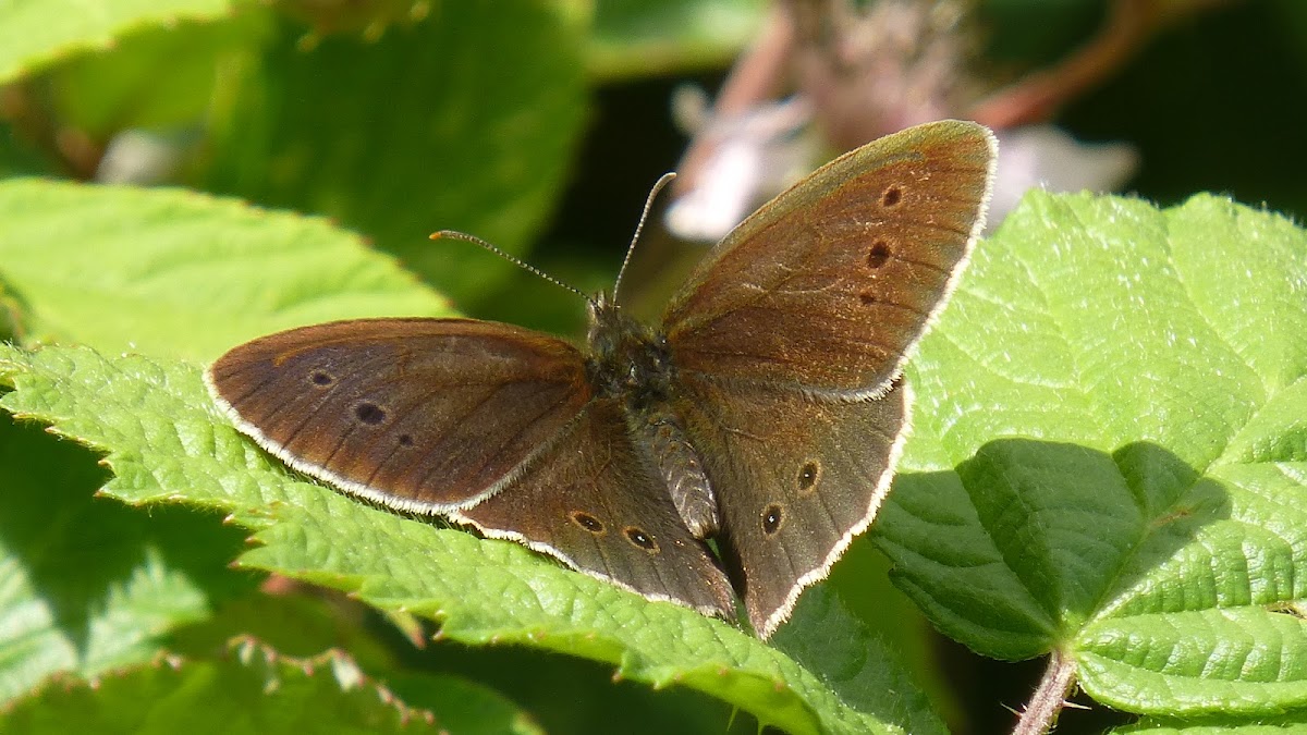 Ringlet