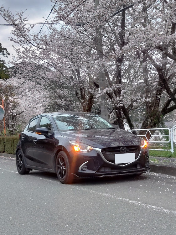 デミオの桜とコラボ🌸・エコパオフ会・ODJC・デッドニングに関するカスタム事例の投稿画像5枚目