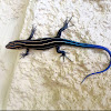 Five-Lined Skink