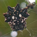 Asian orbweaver