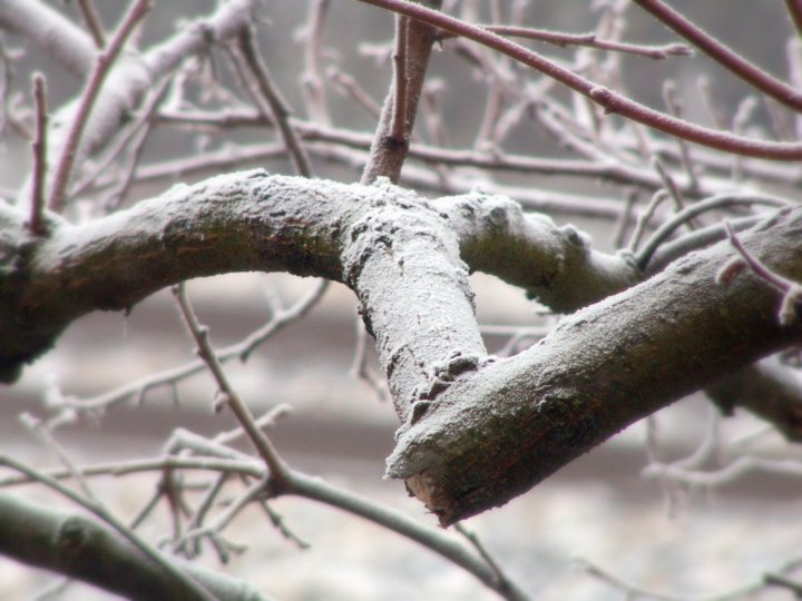 Neve novembrina di Claudio Bottini