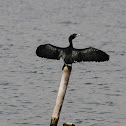 Indian Cormorant