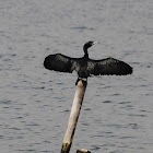 Indian Cormorant