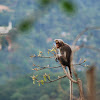 Rhesus Macaque