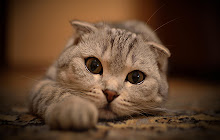 Scottish Fold - New Tab in HD small promo image