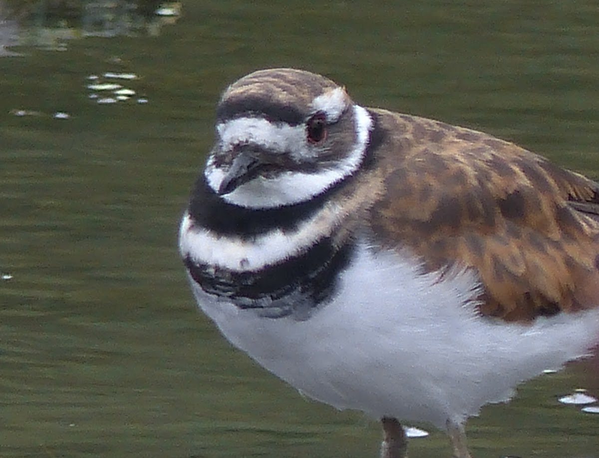 Killdeer