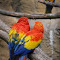 Item logo image for Parrots (Sielena theme)