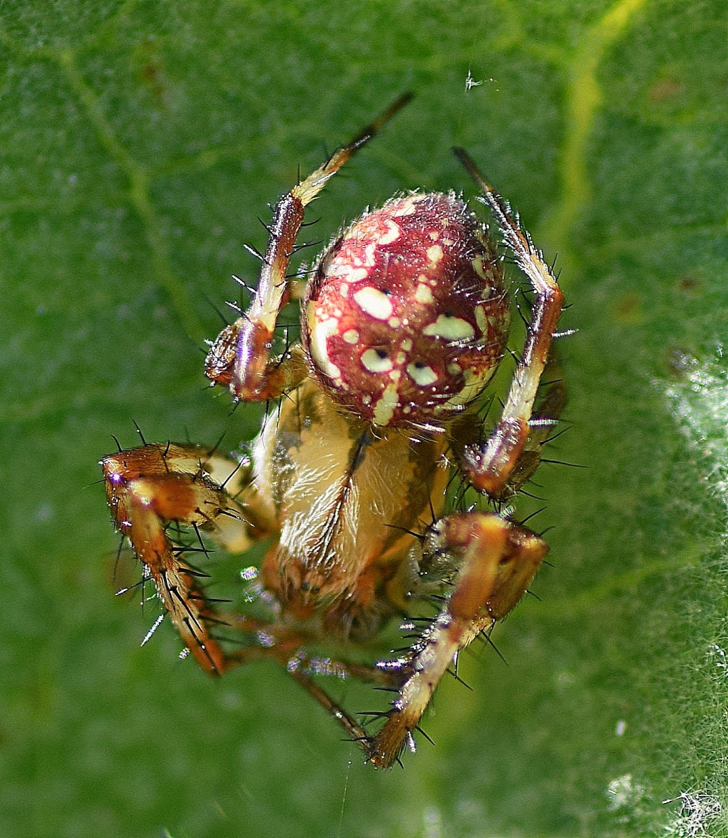 Four Spot Orb Weaver