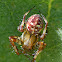 Four Spot Orb Weaver