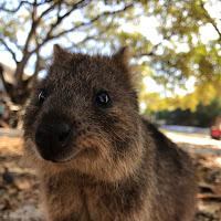 Quokka di 