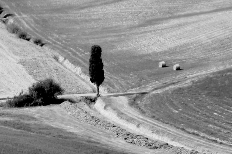 cipresso solitario di pilotto