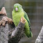 Spectacled Parrotlet