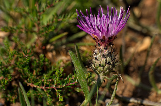 Centaurea gallaecica