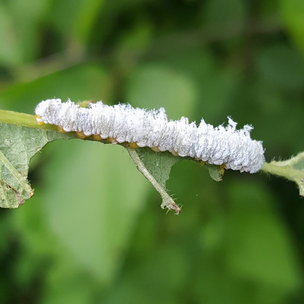 Dogwood Sawfly (Larvae)