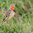 Rosy-throated Longclaw (Rosy-breasted Longclaw)