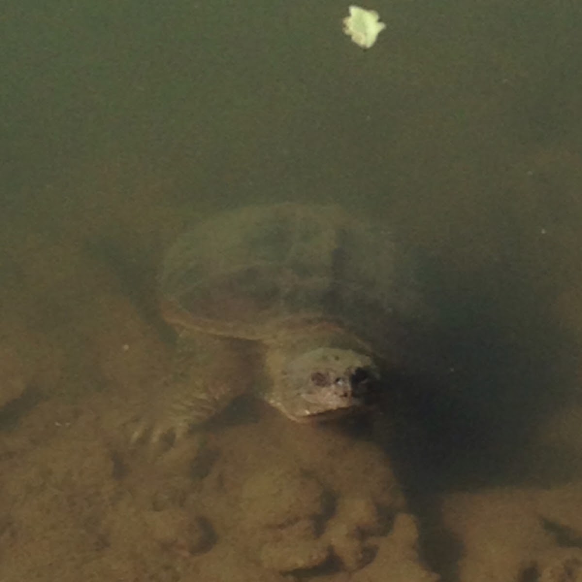 Common snapping turtle