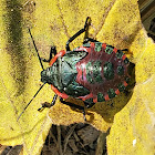 Giant Strong-nosed Stink Bug (nymph)