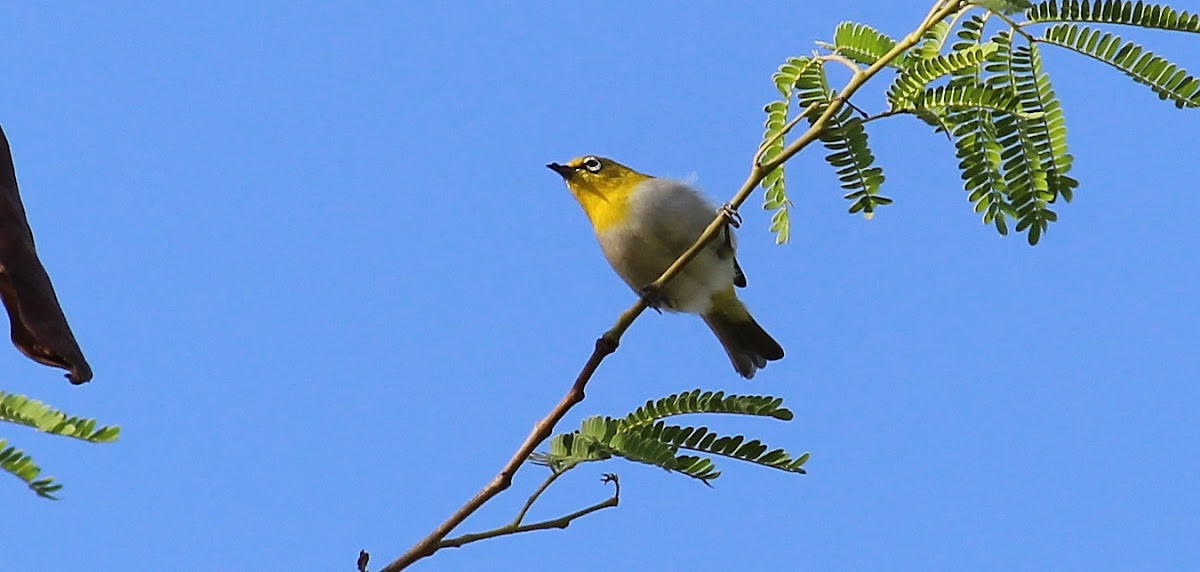 Oriental White-eye