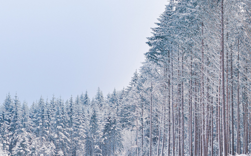 Snow falls in the woods