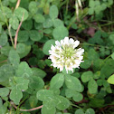 White clover