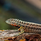 Galápagos Lava Lizard