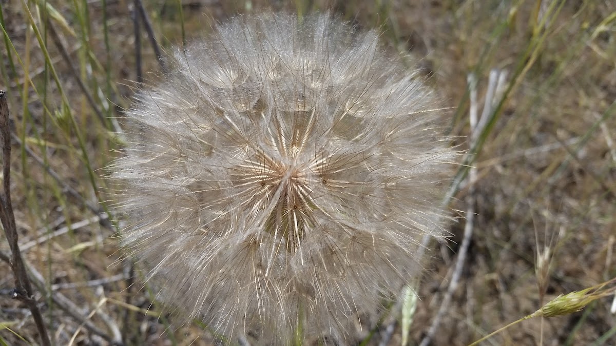 Western salsify