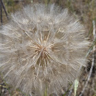 Western salsify