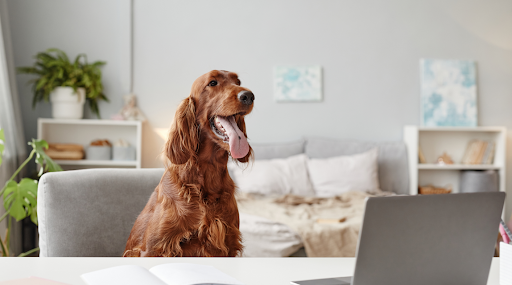 Red labrador dog looking at a laptop computer