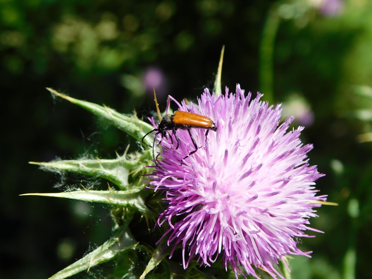 Flower Longhorn Beetle