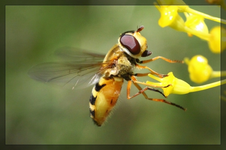 Impollinazione di Giovanni Coccoli