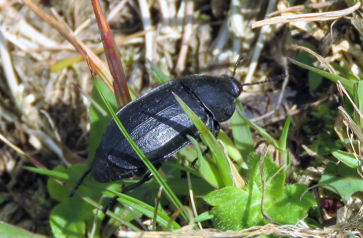 Ground beetle