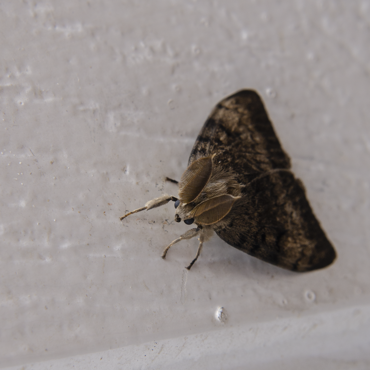 Gypsy moth