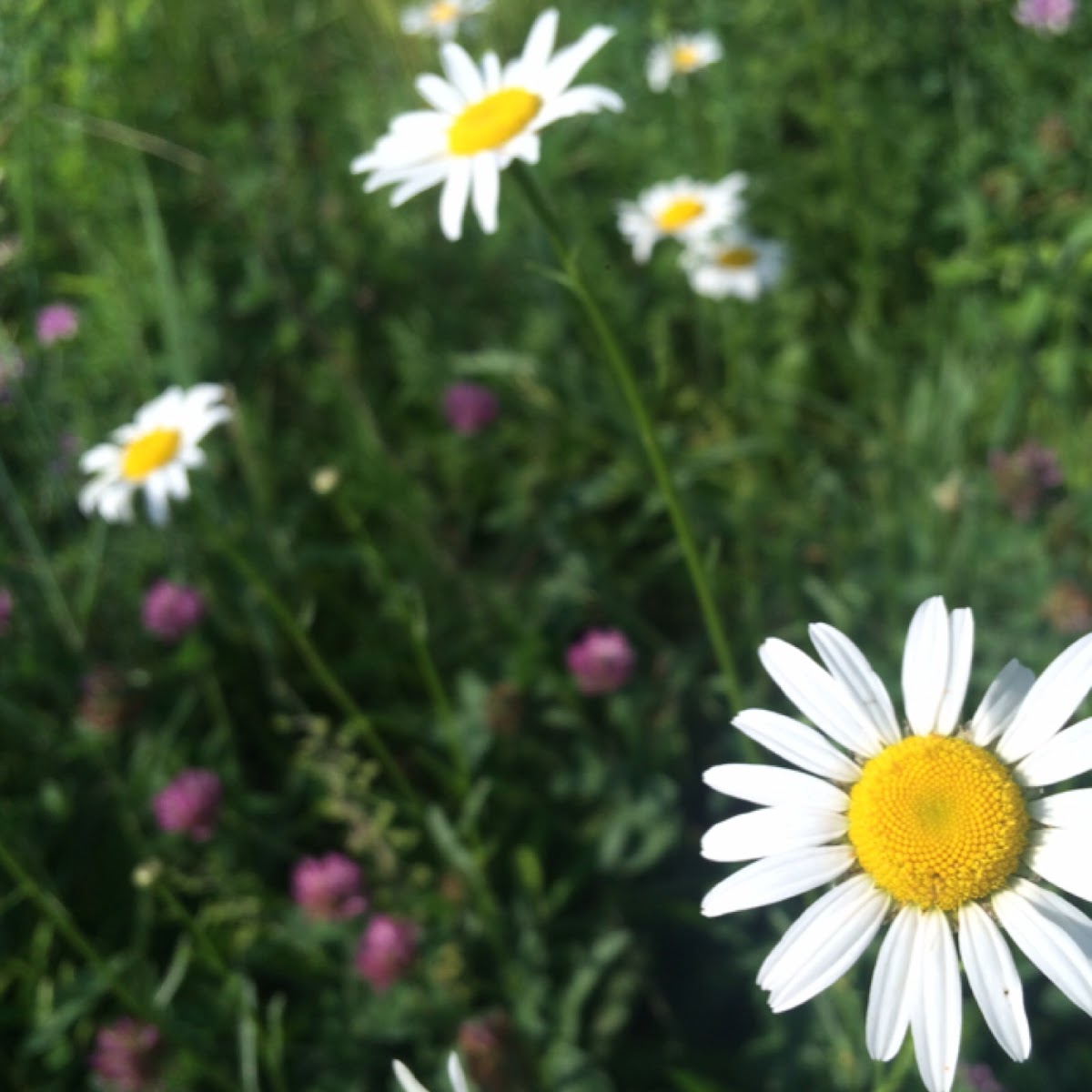 Oxeye Daisy