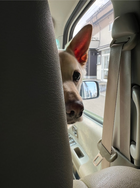 クラウンセダンのアトレーワゴン・城ヶ倉大橋・🐶・弘前さくらまつり・ゴールデンウィークとは？に関するカスタム事例の投稿画像9枚目