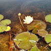 White Water Lily