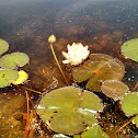 White Water Lily