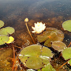 White Water Lily