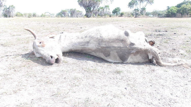 A goat that died because of drought in Lamu county.