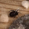 False black widow