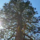 Ponderosa pine