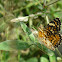 Phyciodes pallescens