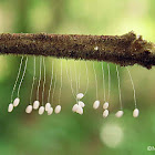 Lacewing Eggs