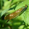 Beautiful Demoiselle