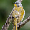 Yellow-throated Honeyeater