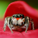 Cute Spiders Wallpapers icon